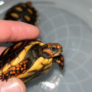 Hypo Red footed Tortoise For Sale