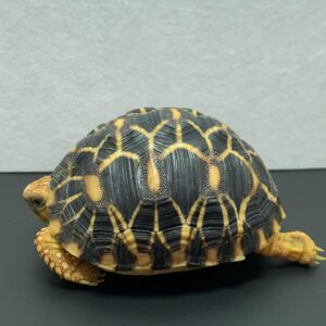 Sri Lankan Tortoise For Sale