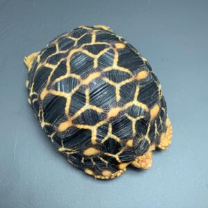 Sri Lankan Tortoise For Sale