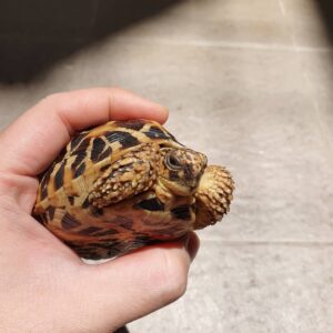 Indian Star Tortoise For Sale