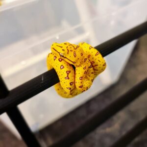 Biak Green Tree Python For Sale