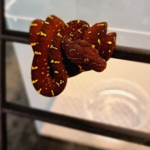 Jayapura Green Tree Python For Sale