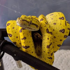 Aru Green Tree Python For Sale