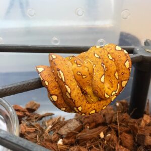 Sorong Green Tree Python For Sale