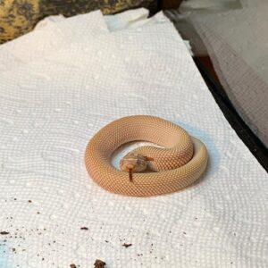 Super Anaconda Hognose For Sale