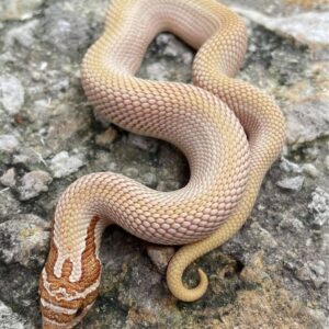 Super Anaconda Hognose For Sale