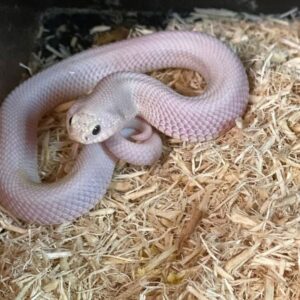 Leucistic Hognose For Sale