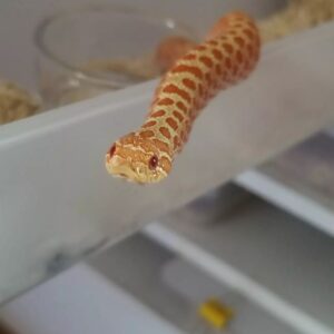 Albino Hognose For Sale