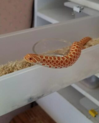 Albino Hognose snake