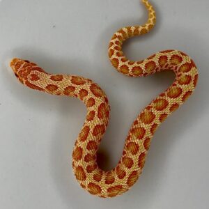 Albino Hognose For Sale