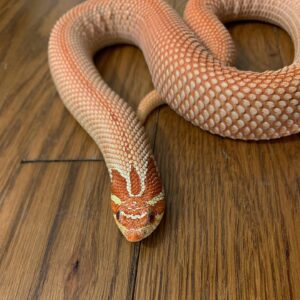 Albino Super Anaconda Hognose For Sale