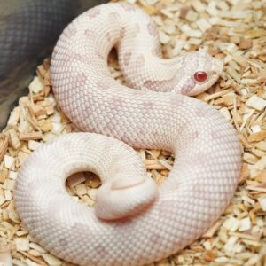 Snow Anaconda Hognose For Sale