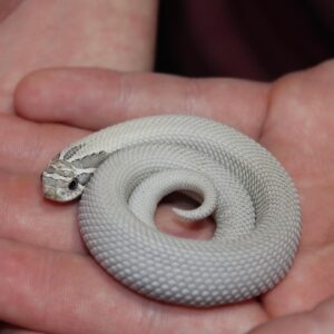 Axanthic Super Anaconda Hognose For Sale