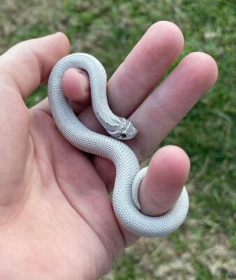 Axanthic Super Anaconda Hognose