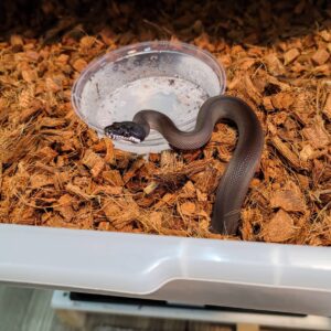 Southern White Lipped Python For Sale