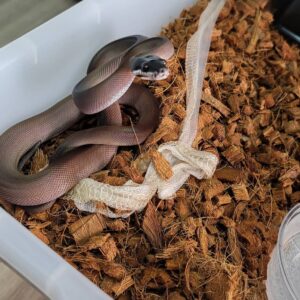 Southern White Lipped Python For Sale