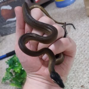 Northern White Lipped Python For Sale