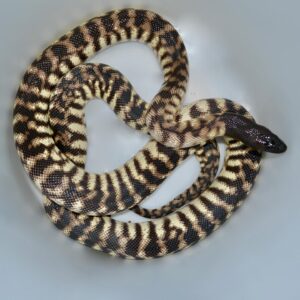 Black Headed Python For Sale