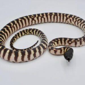 Black Headed Python For Sale