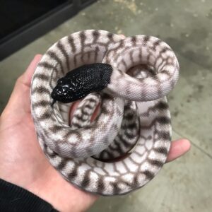 Axanthic Black Headed Python For Sale