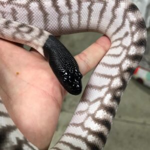 Axanthic Black Headed Python For Sale