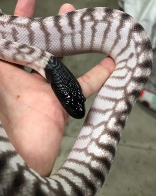 Axanthic Black Headed Python