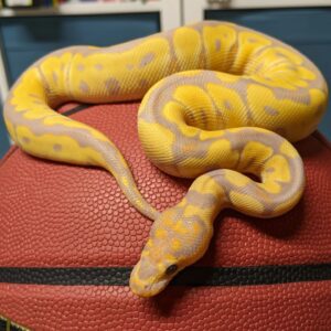 Banana Clown Ball Python For Sale