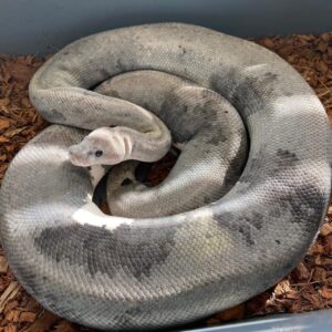 Urban Camo Ball Python For Sale