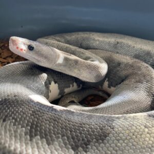 Urban Camo Ball Python For Sale