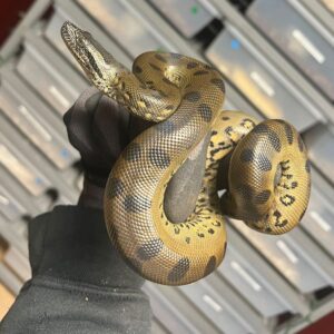 Green Anaconda For Sale