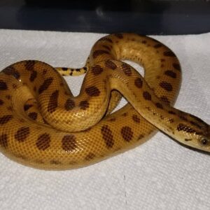 Yellow Anaconda For Sale