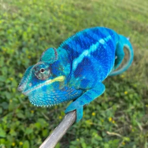 Nosy Be Panther Chameleon For Sale