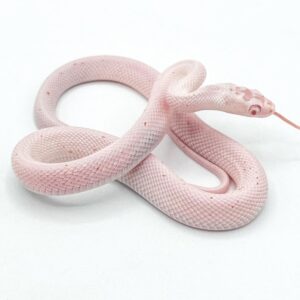 Amel Palmetto Cornsnake For Sale