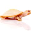 Baby Albino Pinkbelly Side neck Turtle For Sale