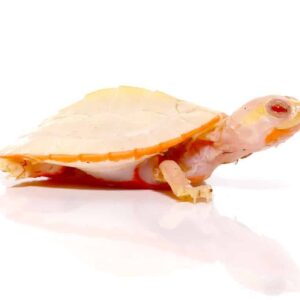 Baby Albino Pinkbelly Side neck Turtle For Sale