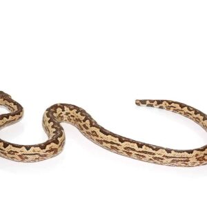 White San Isabel Island Ground Boa For Sale