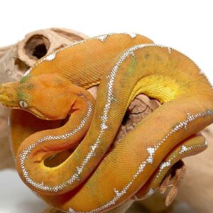 Baby Amazon Basin Emerald Tree Boa For Sale