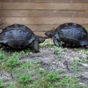 Aldabra Tortoise For Sale