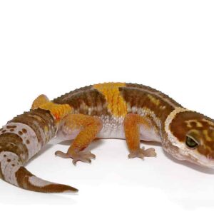 East Indian Leopard Gecko For Sale