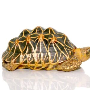 Indian Star Tortoise For Sale