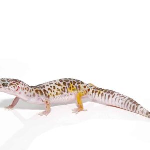 West Indian Leopard Gecko For Sale