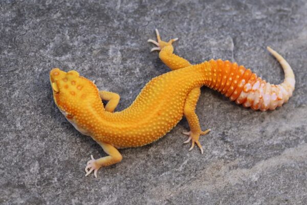 Tangerine Tremper Albino Het Eclipse Leopard Gecko