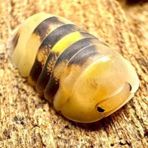 Firefly Isopods For Sale