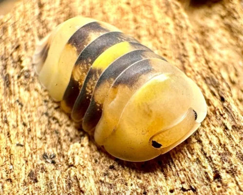 Firefly Isopods