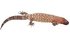 Mexican Beaded Lizard For Sale