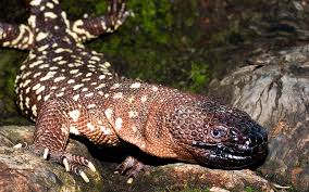 Mexican Beaded Lizard For Sale