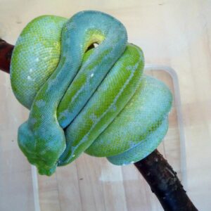 green tree viper snake