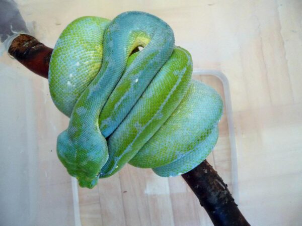 green tree viper snake