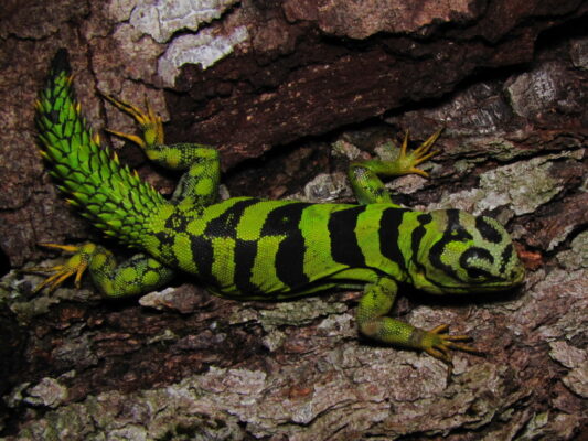 Green Thorny tail Iguana