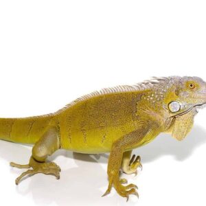 Yearling Hypo Green Iguana For Sale